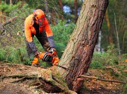 Best Tree Removal  in West Berlin, NJ