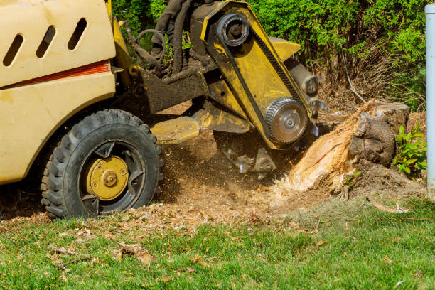 Best Leaf Removal  in West Berlin, NJ