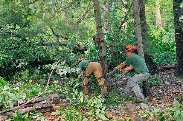 Best Tree Preservation Services  in West Berlin, NJ