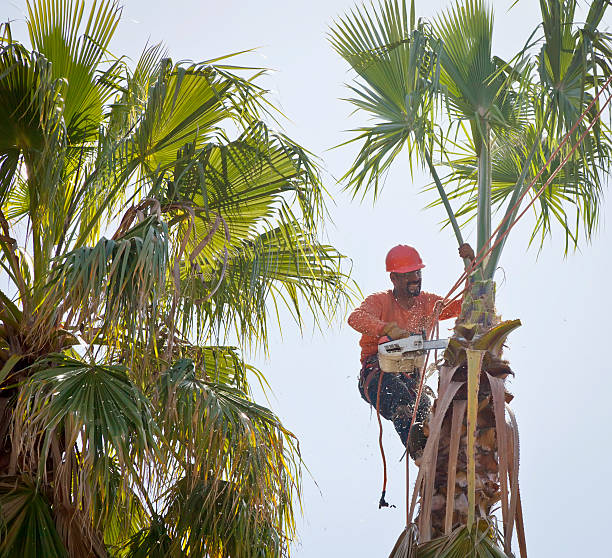 Best Hazardous Tree Removal  in West Berlin, NJ