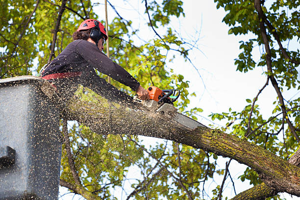 Best Tree Health Inspection  in West Berlin, NJ